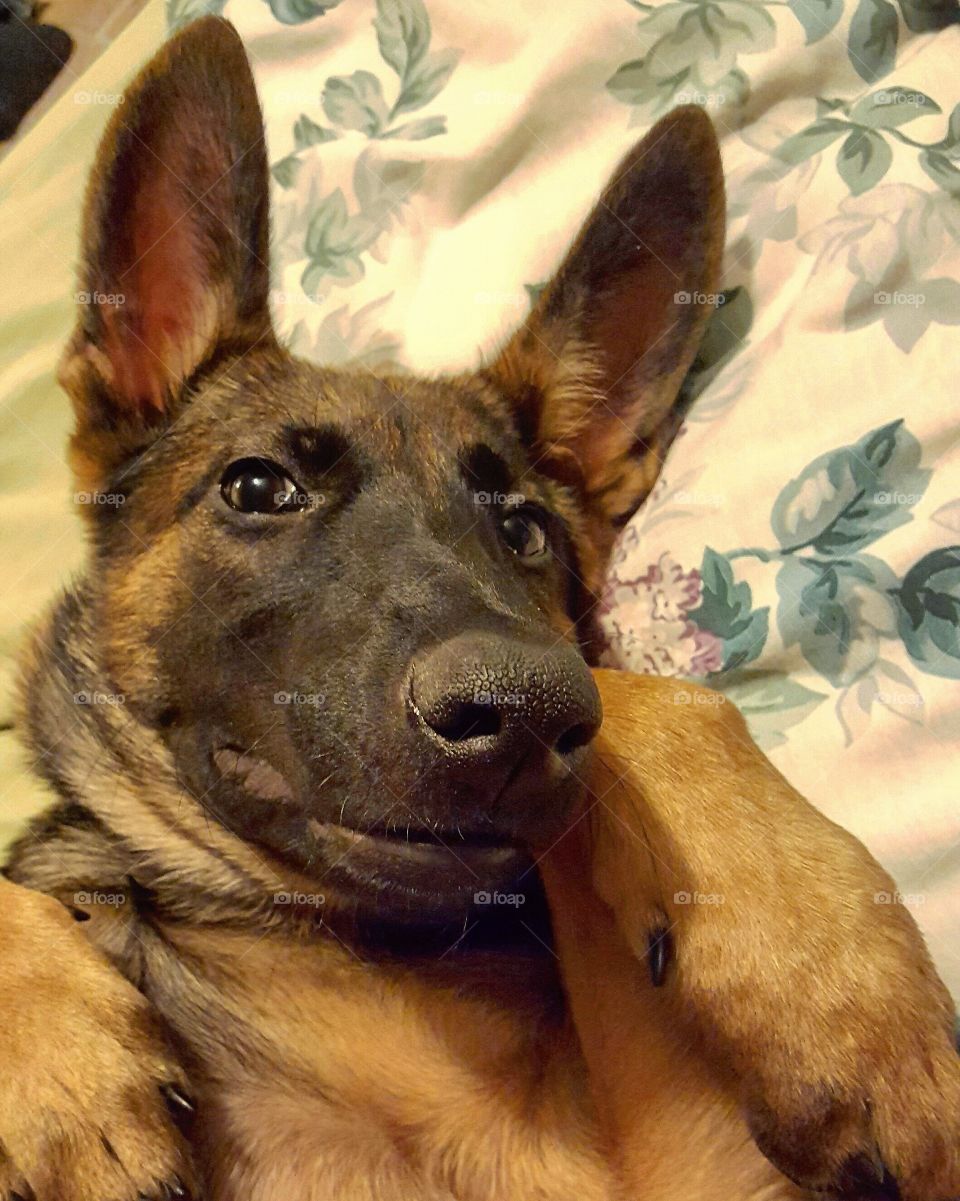 Dog, Mammal, Canine, Portrait, Pet