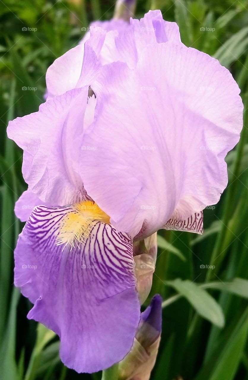 Iris flower💜 Garden💜 Lavender bud💜