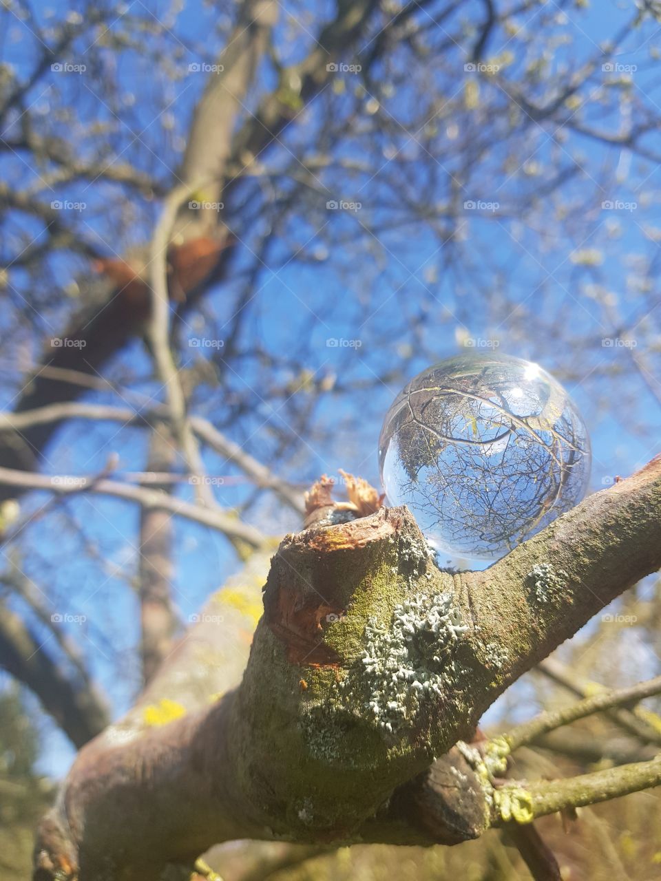 Lensball Photography