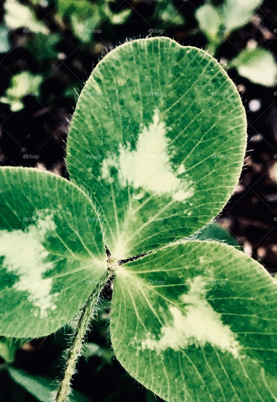 Clover detail