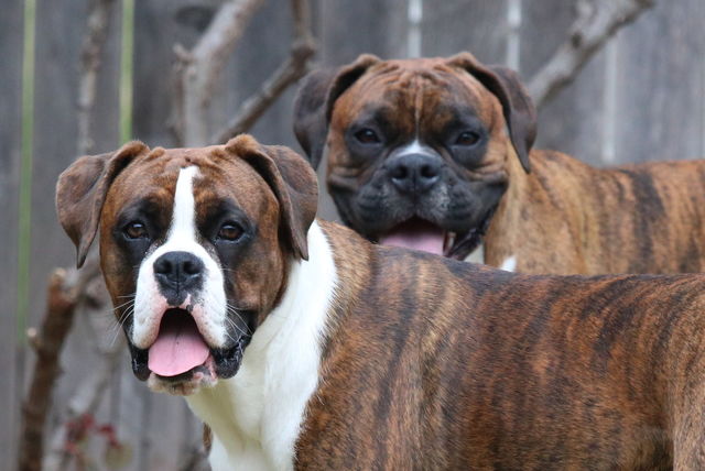 Boxer life 