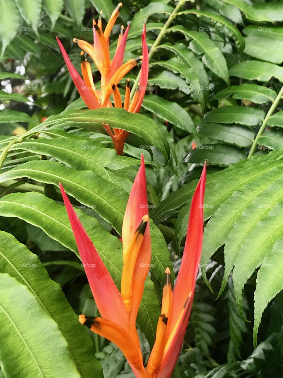 Tropical flowers peeking through a bed of leaves