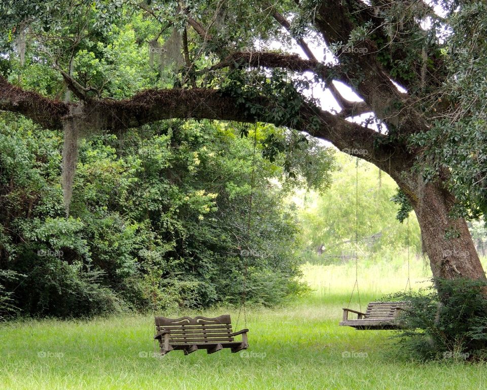 Swing and relax. Swings under large oak trees 