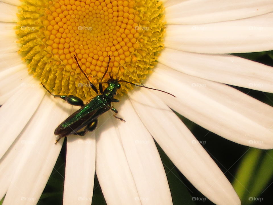 Macro shots