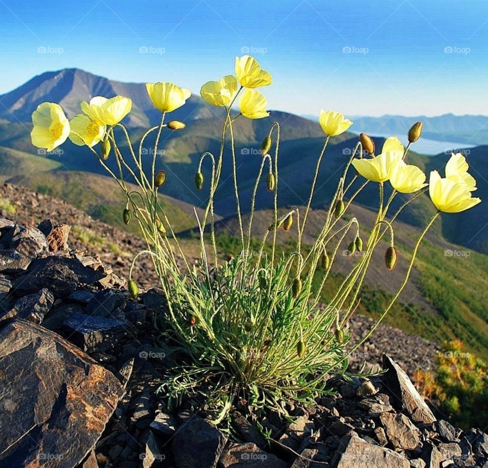 Северные Красоты