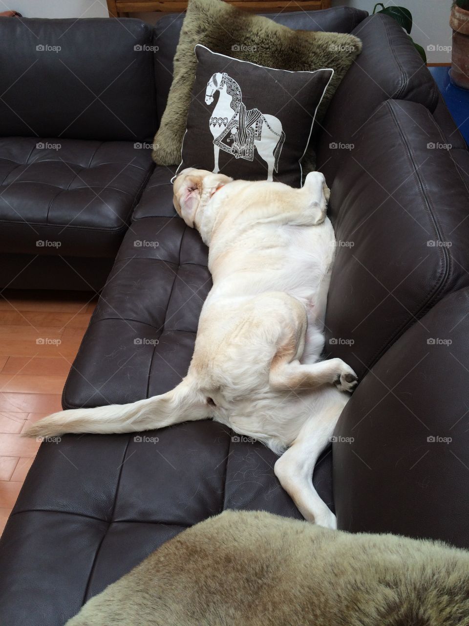 The life of a dog...