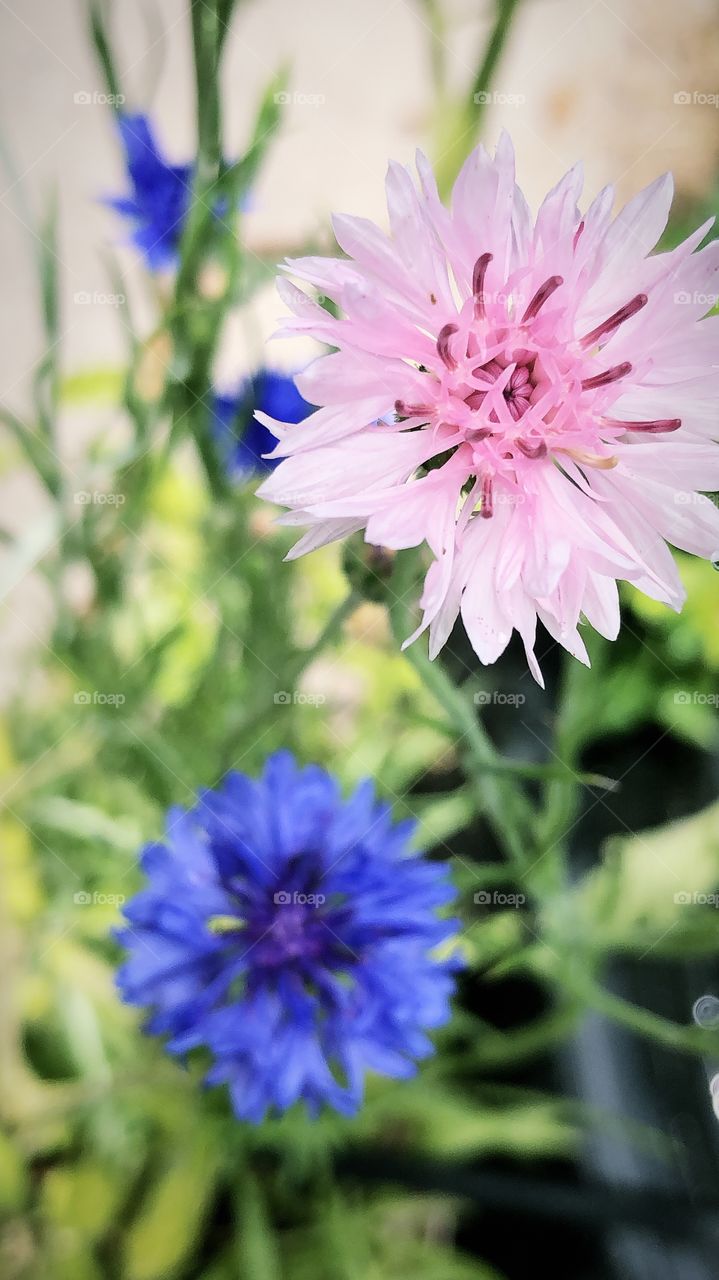 Cornflowers 