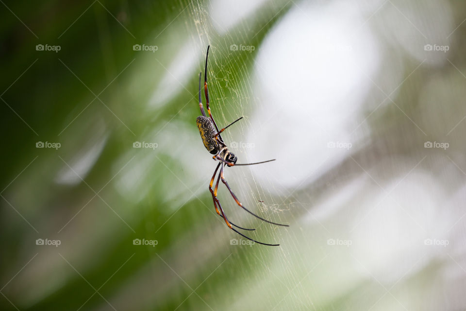 huge female spider
