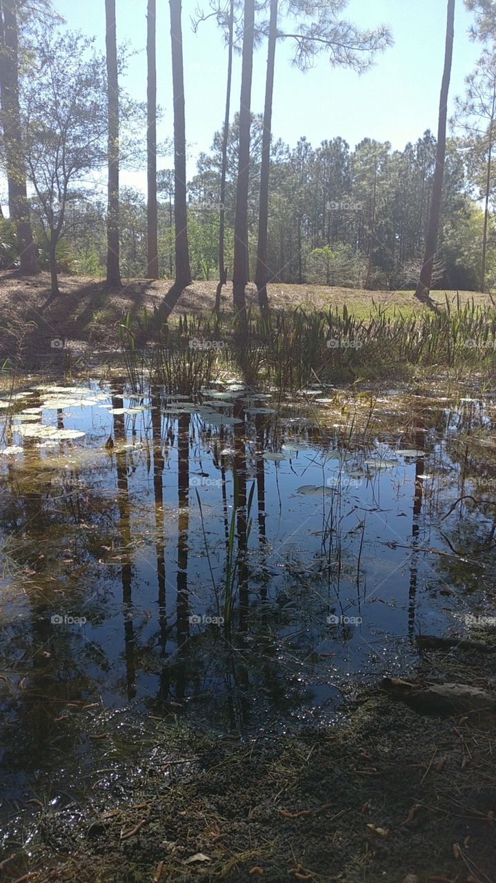 swamp in Florida