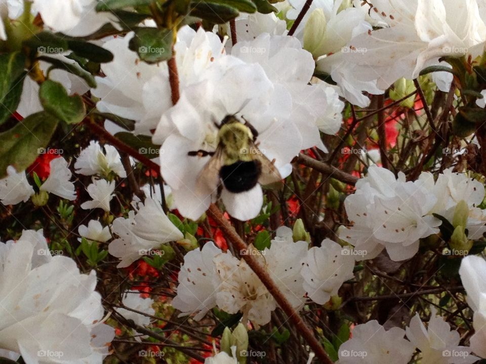 Bumblebee and the azalea 