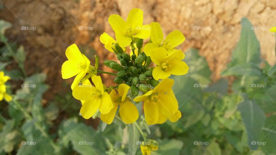 A beautiful mustard flowers and buds in the garden.