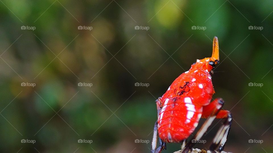 Spotted lanternfly