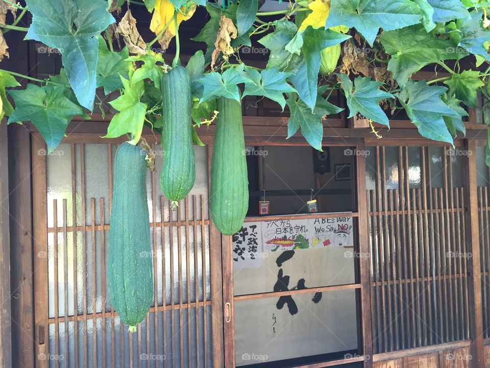 Gourds hanging in front of windows. Japanese style Windows adorned by massive gourds 