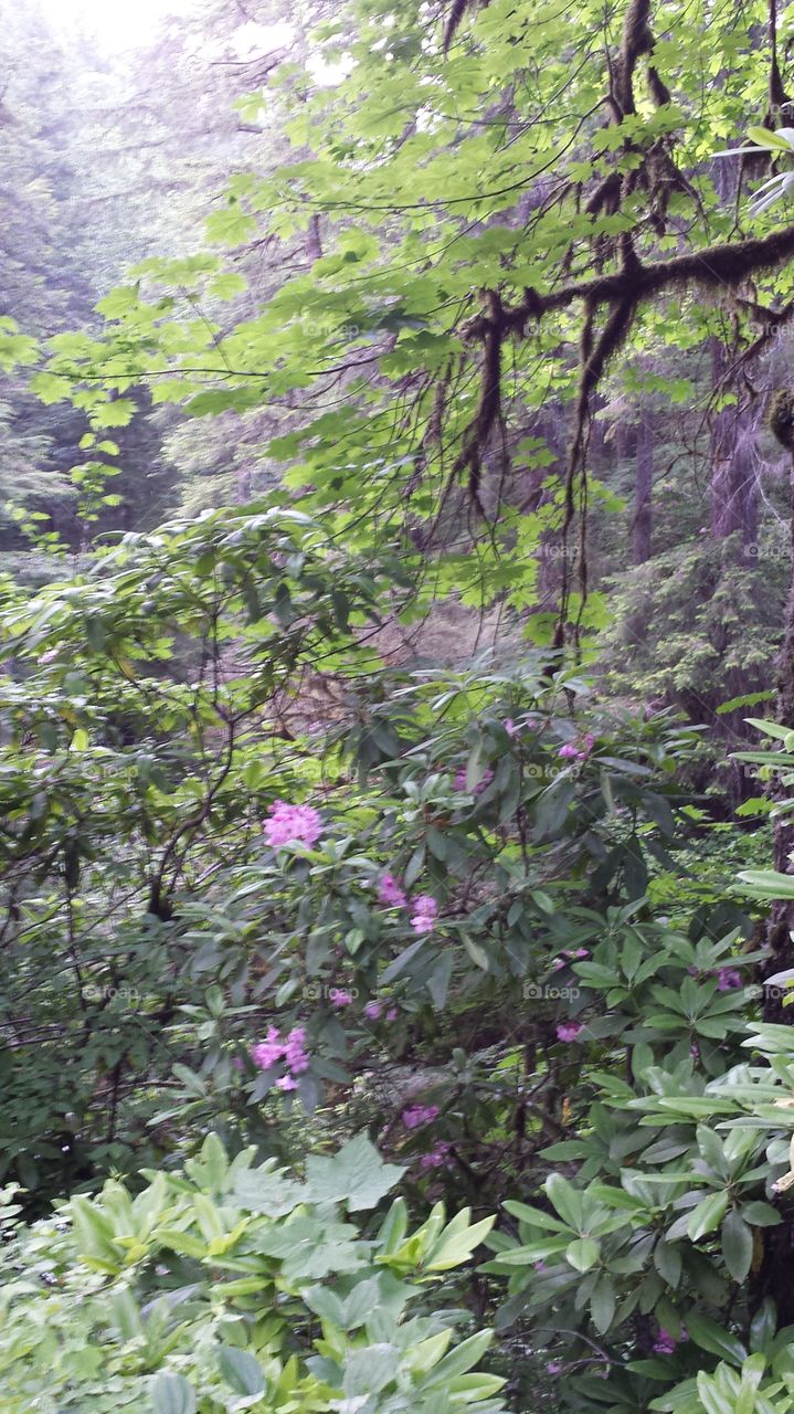 Oregon Wildflowers. Oregon Coastal Mountain Flowers