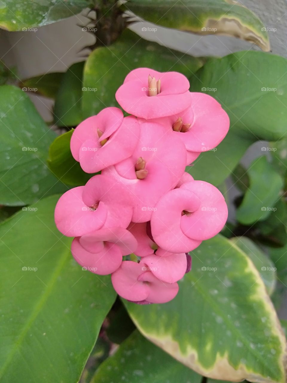 Lovely and pinky flower