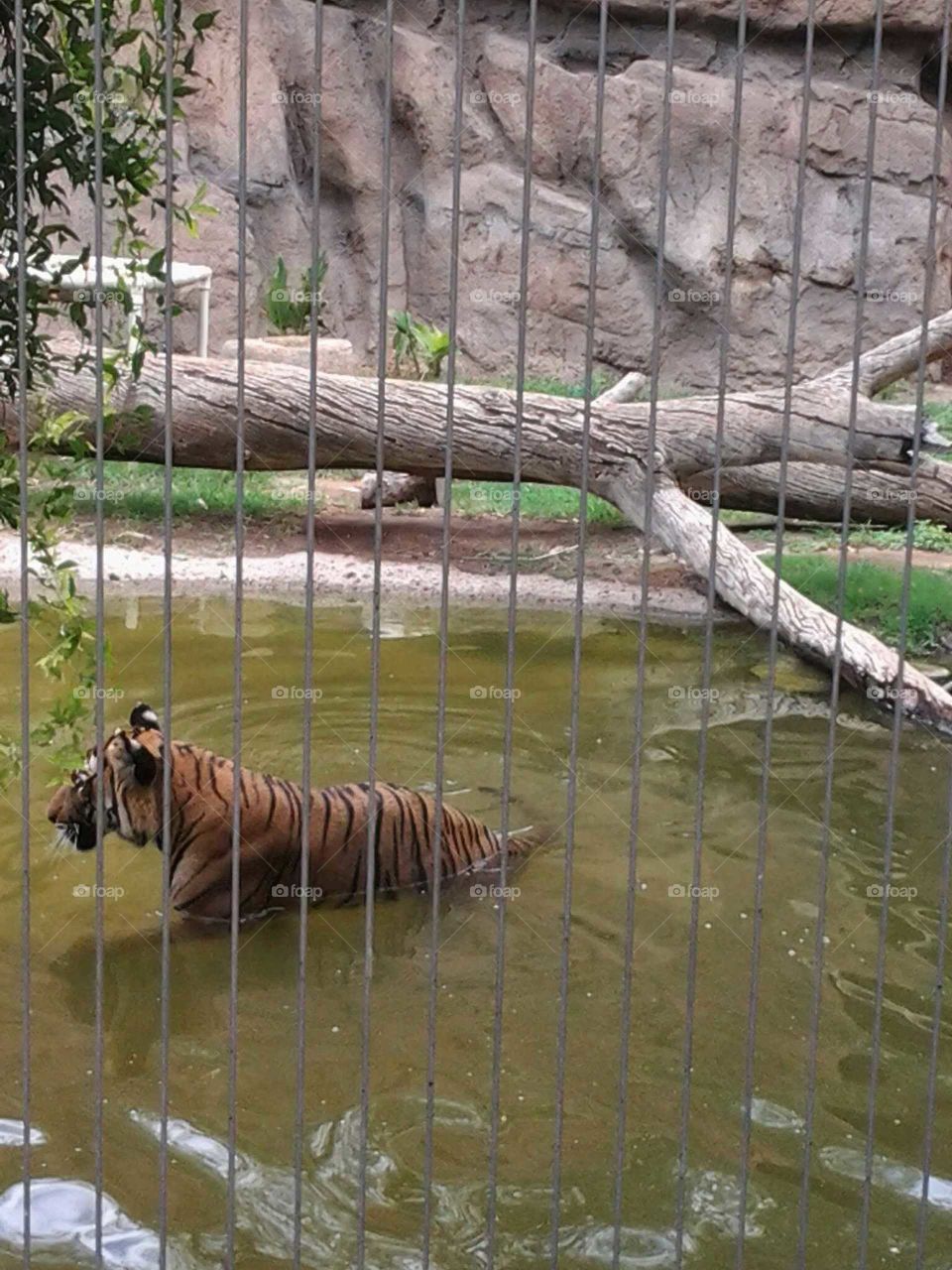 tiger