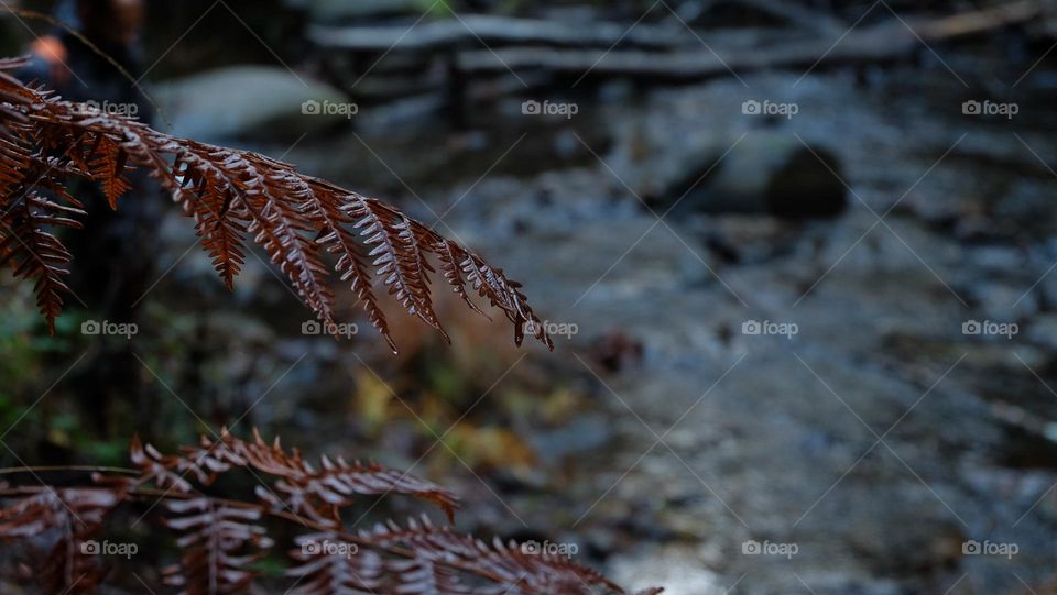 Dried fern glistening after an autumn rain.