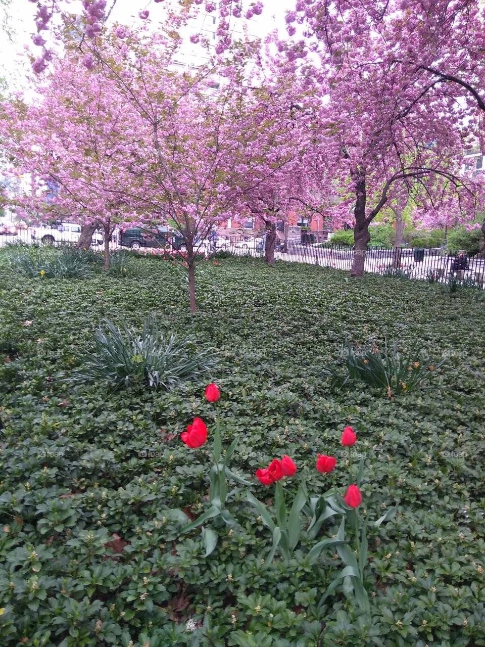 Flowering Trees and Tulips