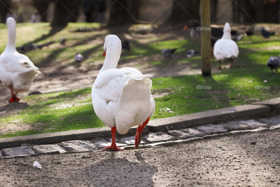 A beautiful view of white goose from the back walking in the city park on a clear sunny day, side view, close-up.