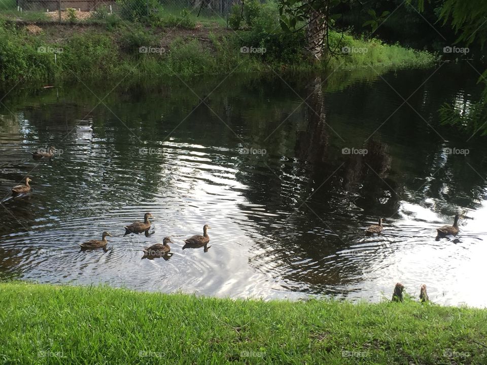 Ducks in water 