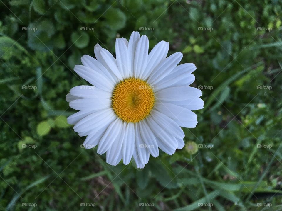 Daisy