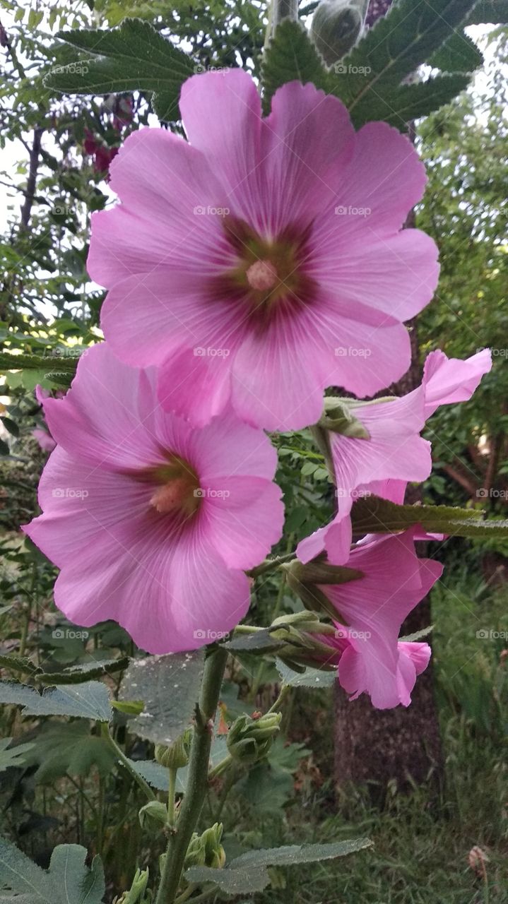 Pink flowers