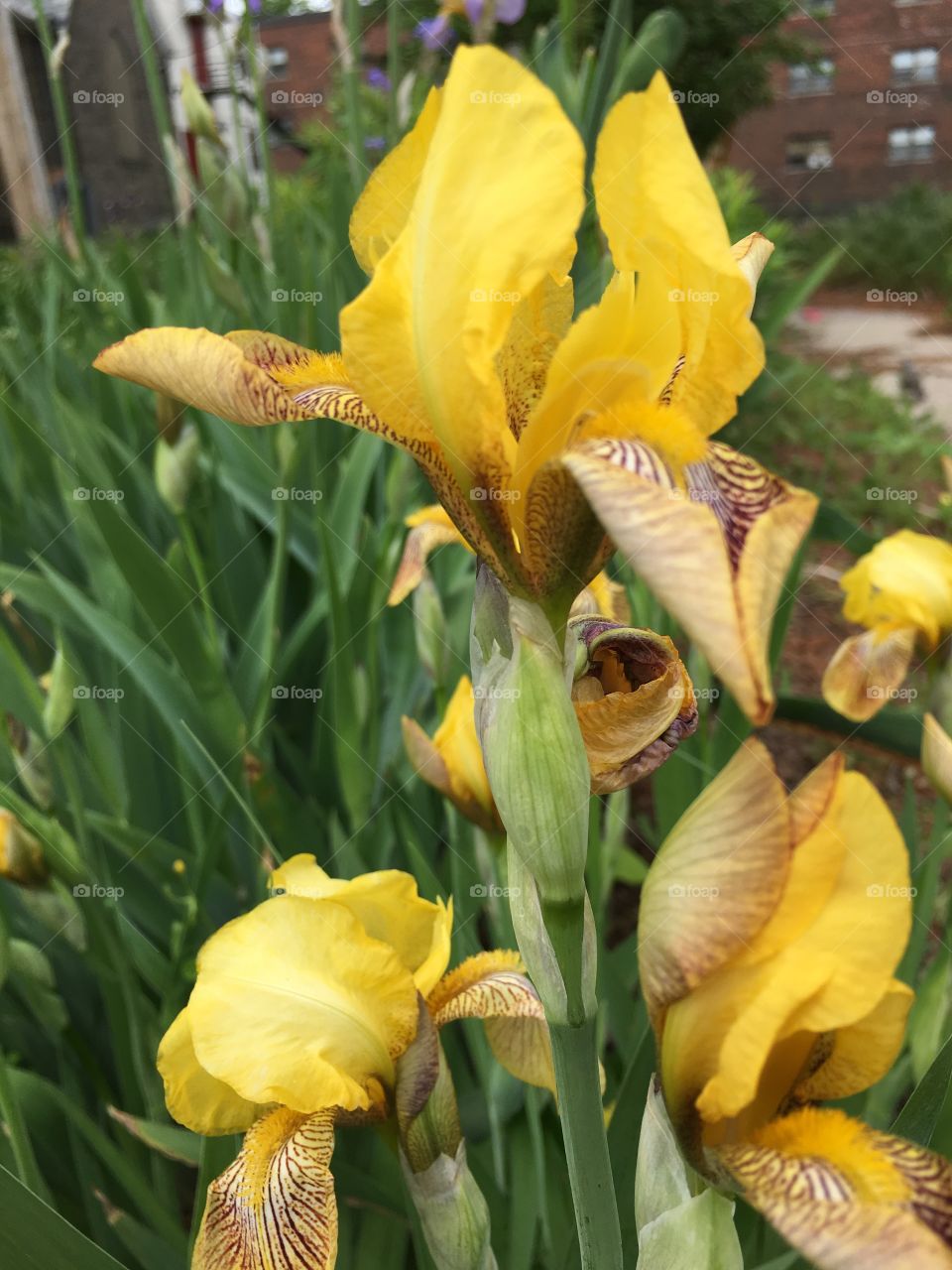 Yellow iris
