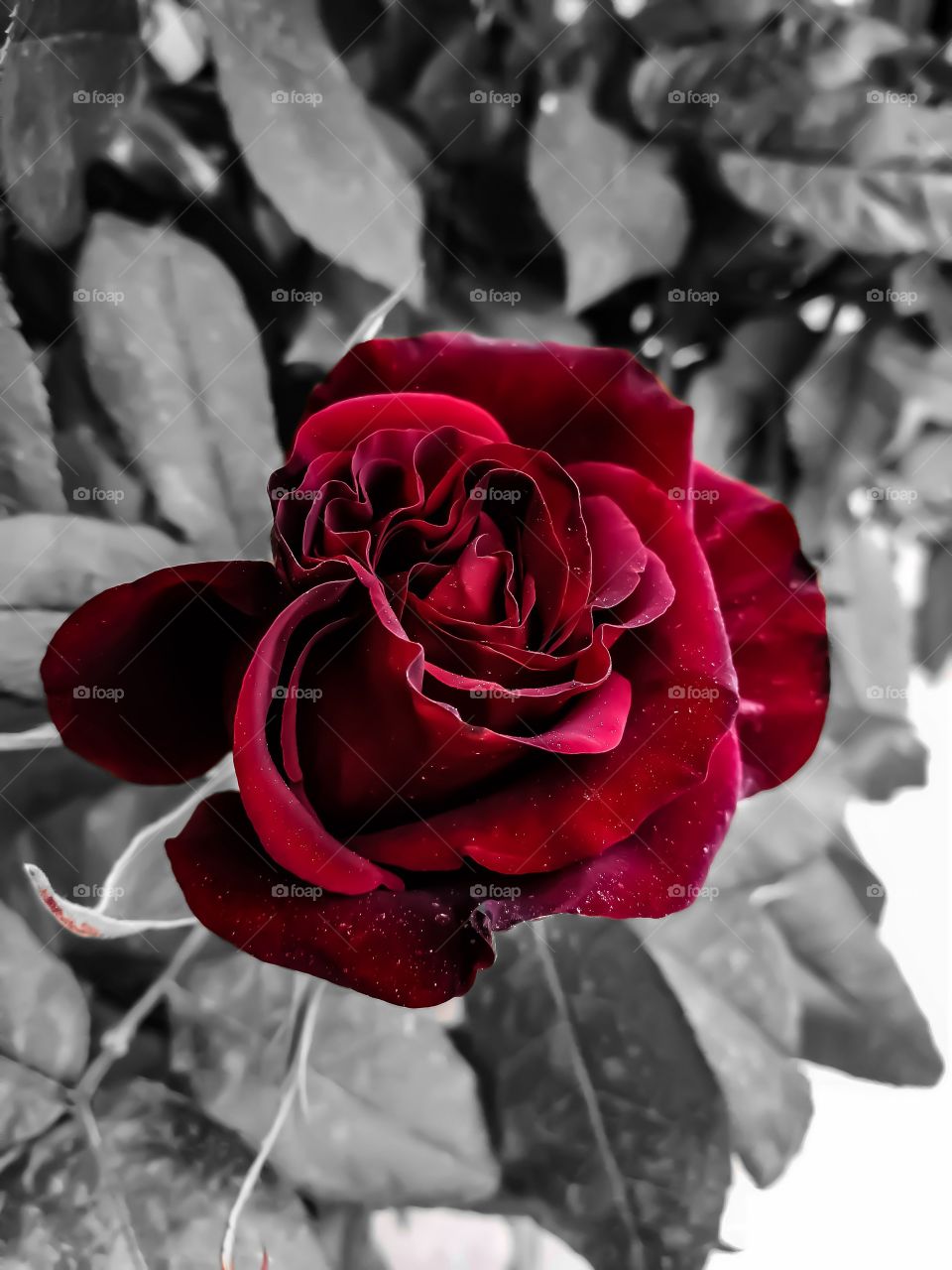 Красная роза на чёрно-белом фоне
