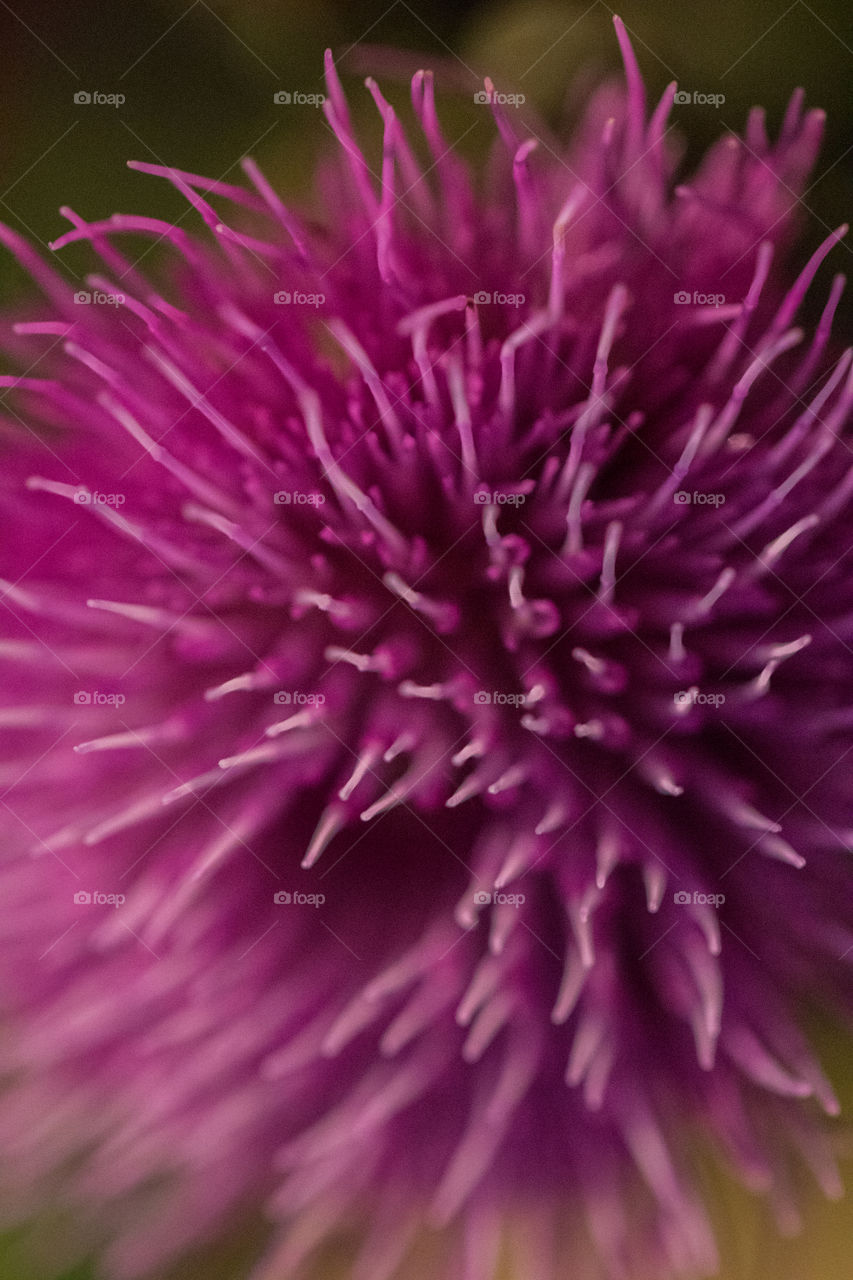 Purple thistle