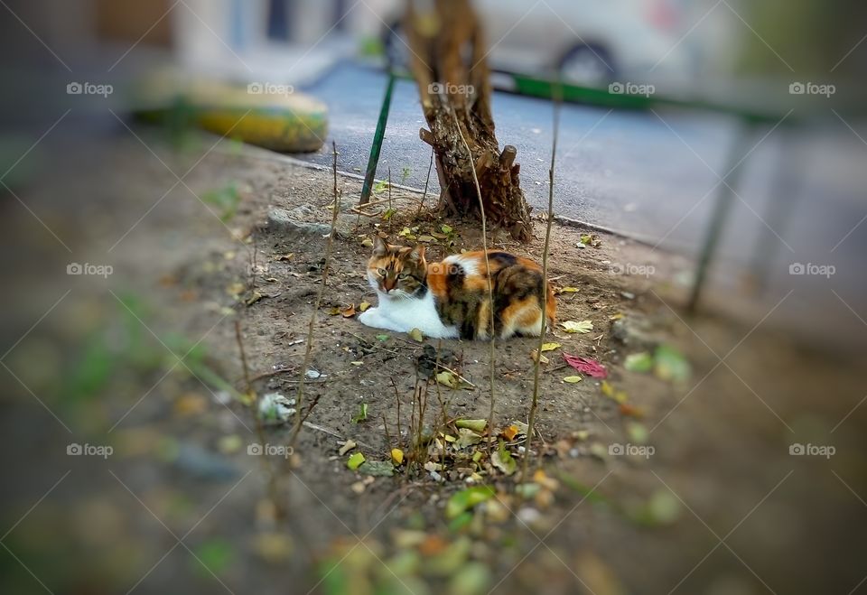 street cat уличный кот