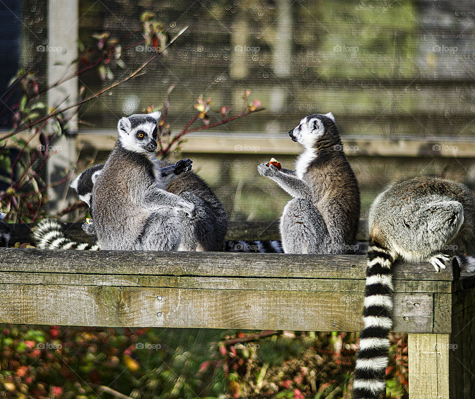 Lemurs