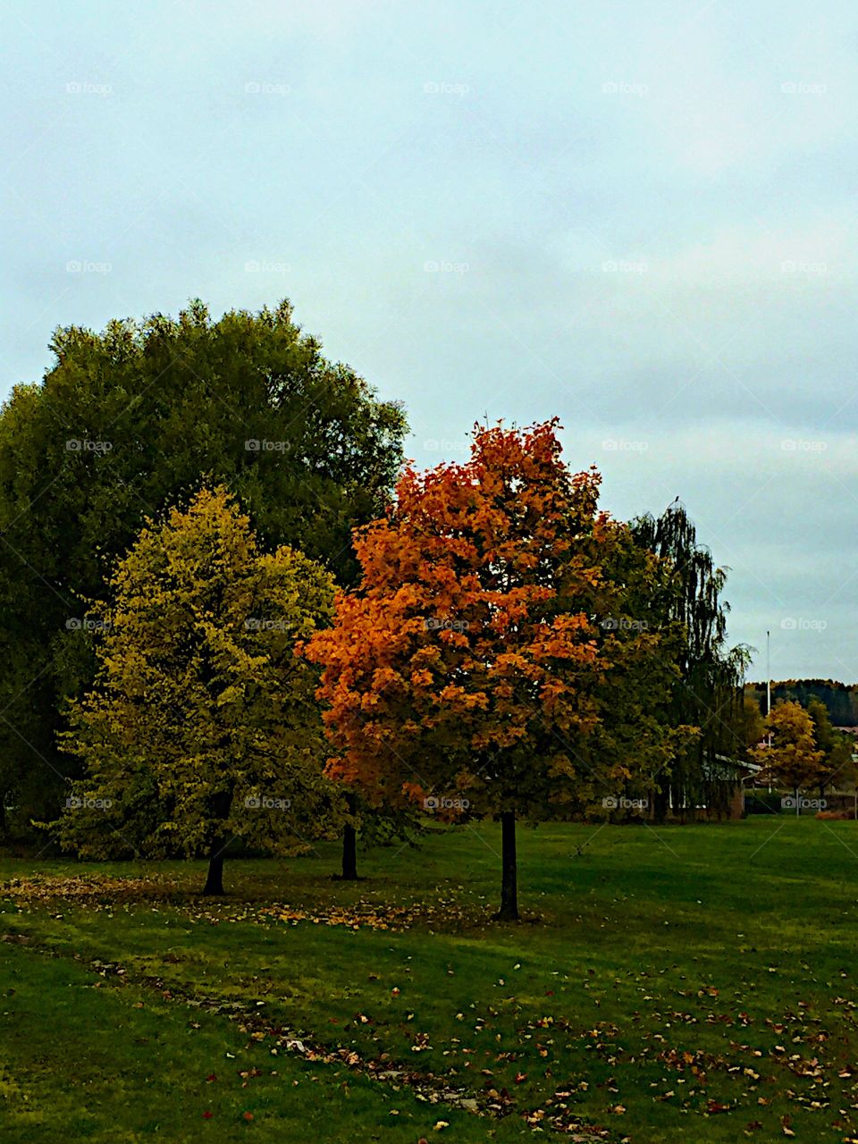 Autumn trees