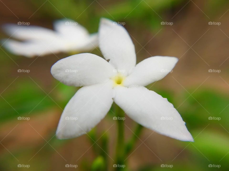 A small white flower in the shape of a star