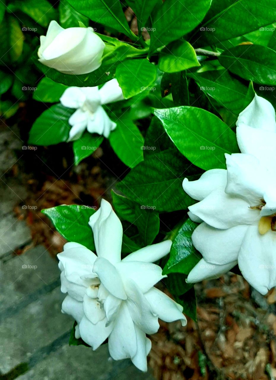 gardenia