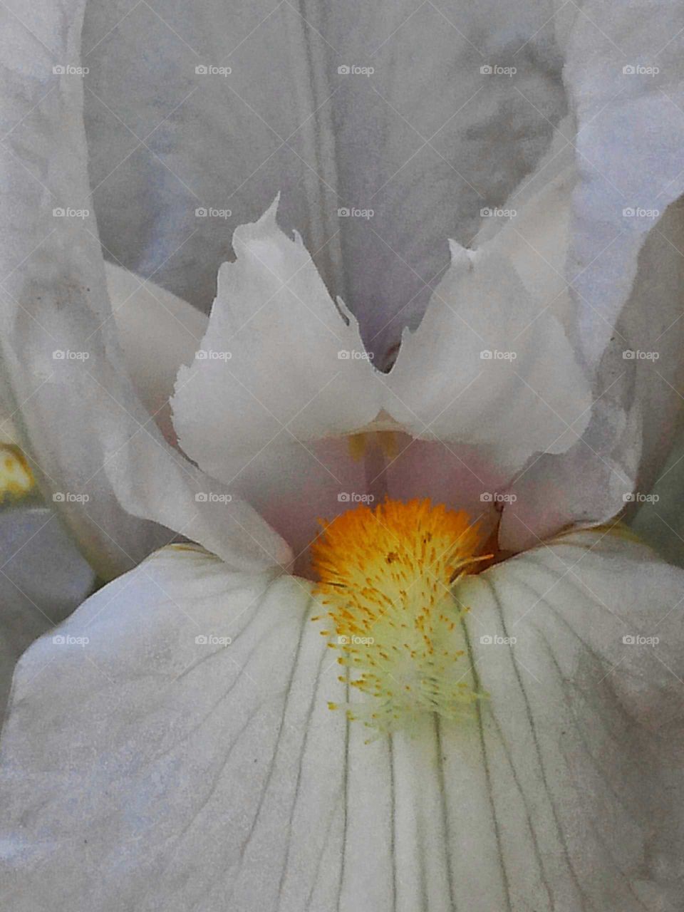 White Iris