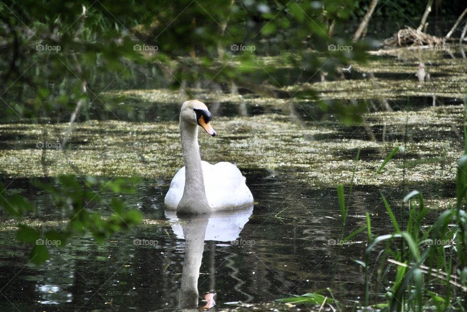 One swan a swimming