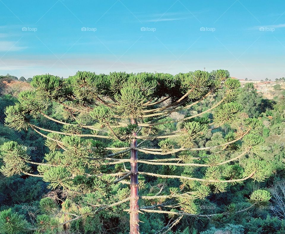 Minha árvore preferida,  minha araucária vistosa,  majestosa que me dá bom dia , com seu verde esperança.