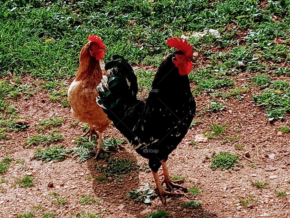 Rooster and chicken