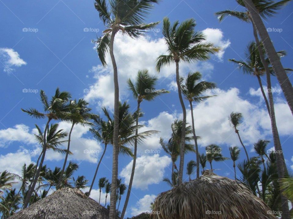 Tall Palm trees against blue sky & white Caribbean clouds.