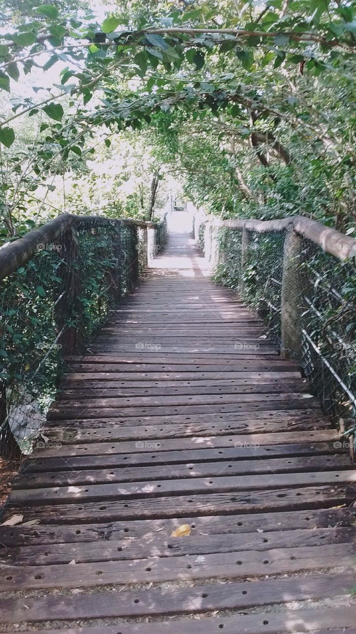 🇺🇸 On this bridge in the middle of the forest, we walk and walk our daily paths! / 🇧🇷 Nesta ponte em meio à mata, vamos caminhando e trilhando nossos caminhos cotidianos!