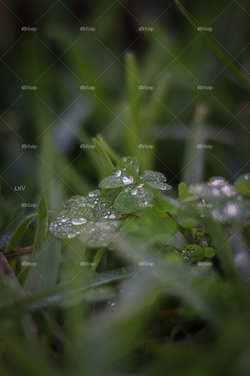 Wet Clovers