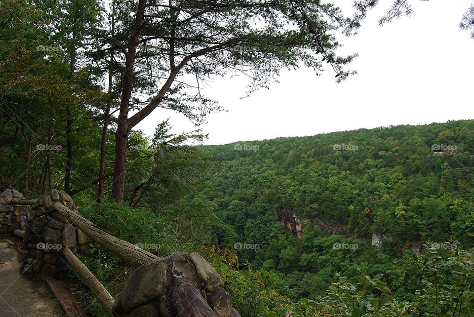 Mountain Range in the Forest 