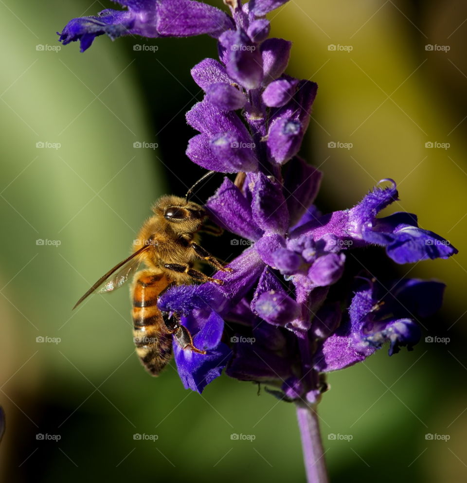 Bee on a purple flower