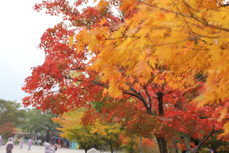 orange autumn