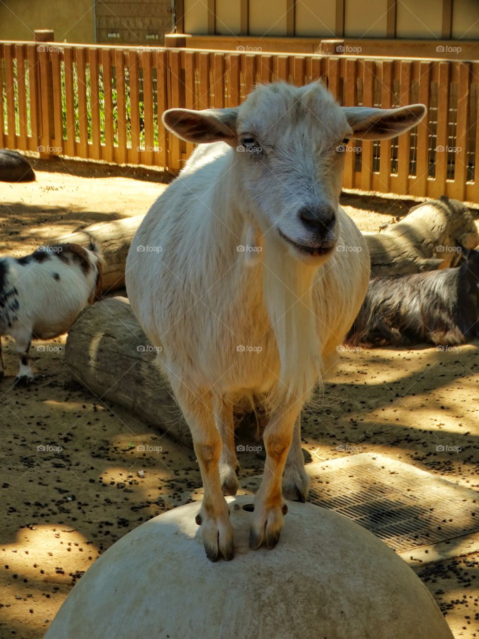 Billy Goat