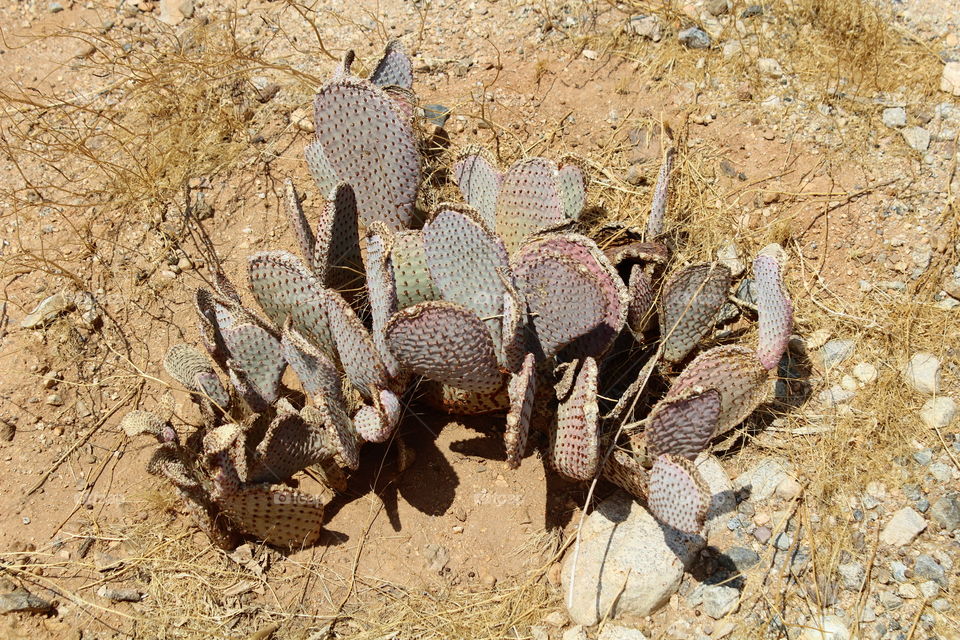 Cactus outside Las Vegas area