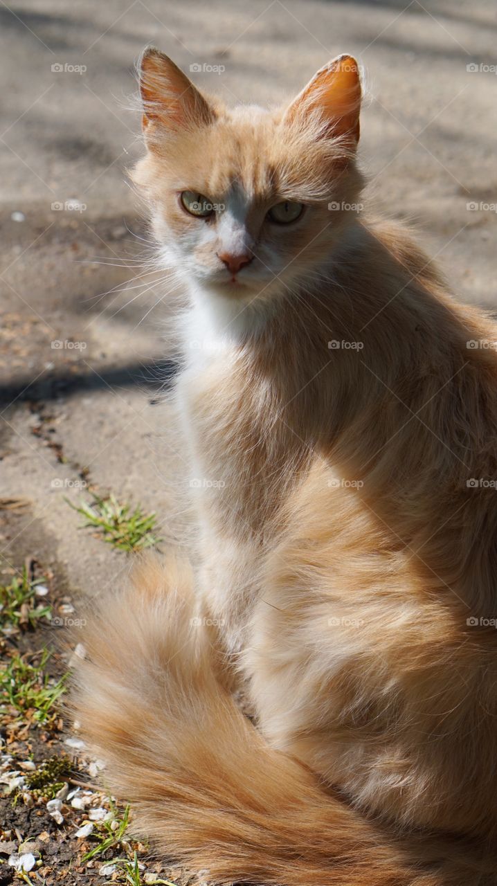 Cute, Fur, Cat, Animal, Eye