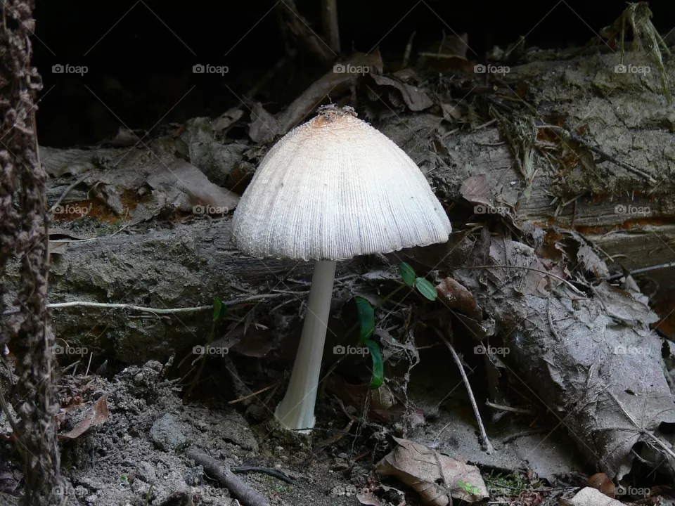 Pilz