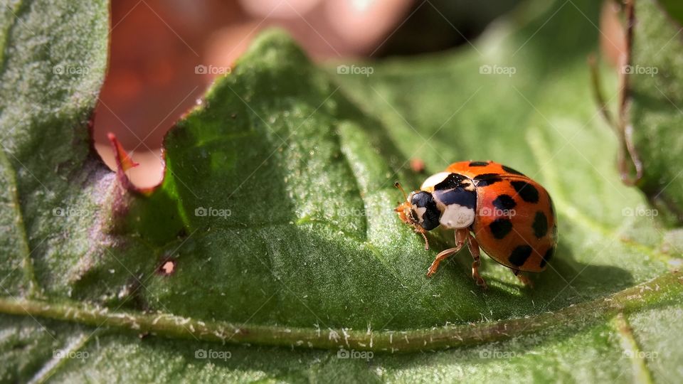 It’s warm this year in November so the ladybugs are out!