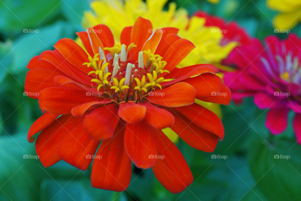 Close-up of red zinnia